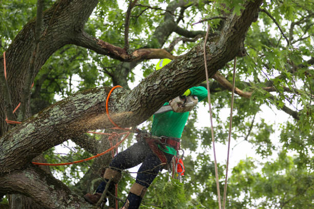 Best Emergency Tree Removal  in USA